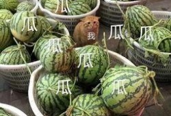 娱乐吃瓜头像图片,揭秘明星幕后故事
